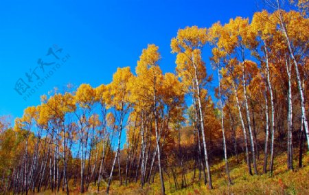 秋天公路边的山杨树图片