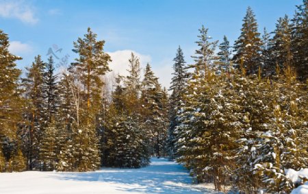 冬天松树树林高清摄影图片