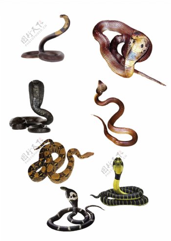 蛇抠图素材图片