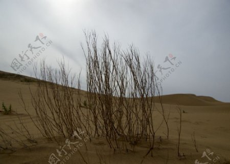 沙漠中的枯萎植物图片