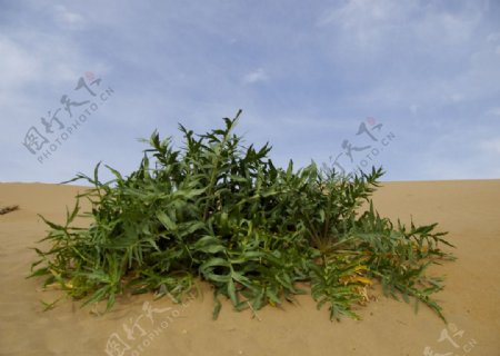 沙漠中的沙芥绿草植物图片