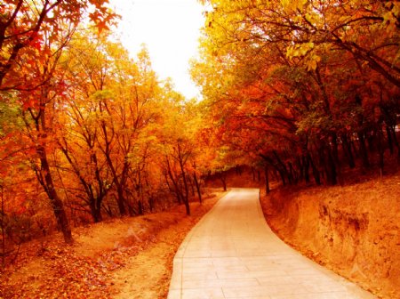 秋季马路树林美景图片
