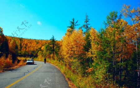 公路边秋景图片