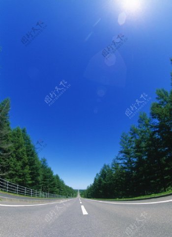 道路旁树林风景图片