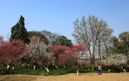 杭州植物园图片
