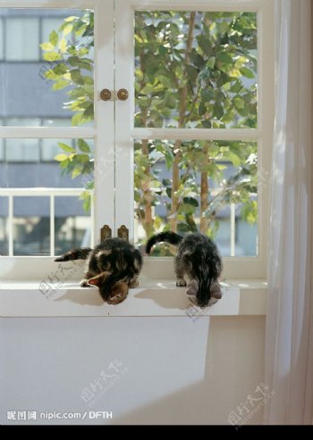 两只小猫图片