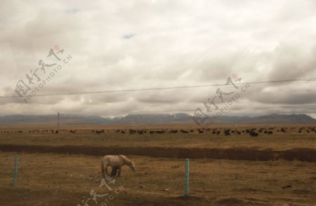 草原牦牛群图片