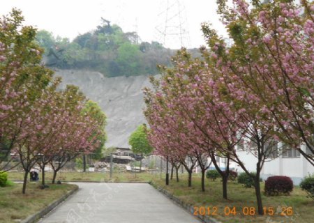 湖师樱花图片