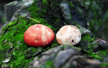 两个蘑菇图片