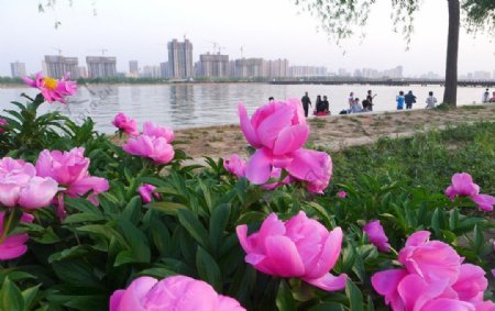 泾渭湖畔图片