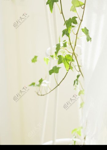 室内门墙壁植物光线图片