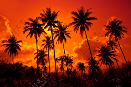 夕阳椰子树图片