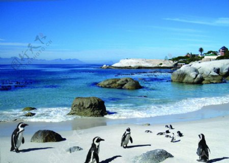 南非企鹅湾图片