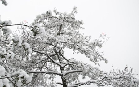 雪松图片