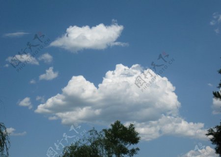 云影树图片