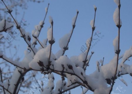 雪似棉桃图片