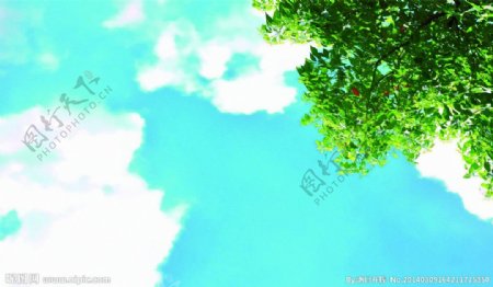 风景北京树叶蓝天图片