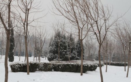 雪后公园图片