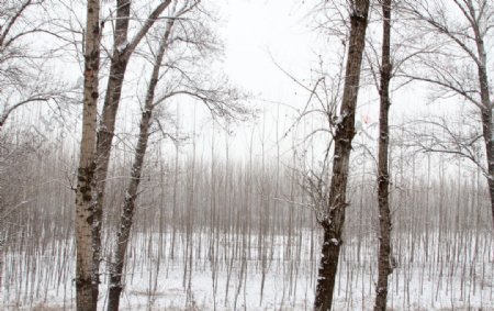 白色树林图片