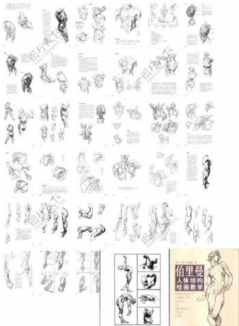 伯里曼人体结构画册图片