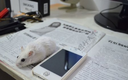 仓鼠和手机图片