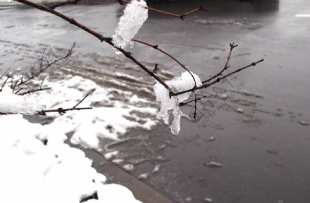 积雪树枝图片