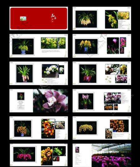 花卉画册图片