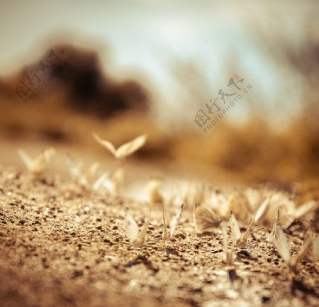 黄草地上的蝴蝶图片