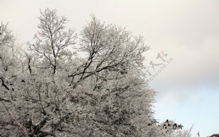 庐山雪图片