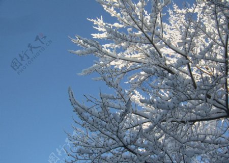 蓝天树枝雪景图片