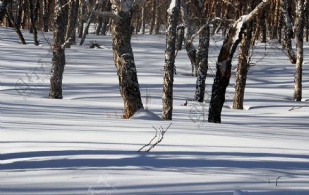 长白山雪影树形图片