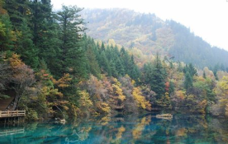 河流湖泊树林风景图片
