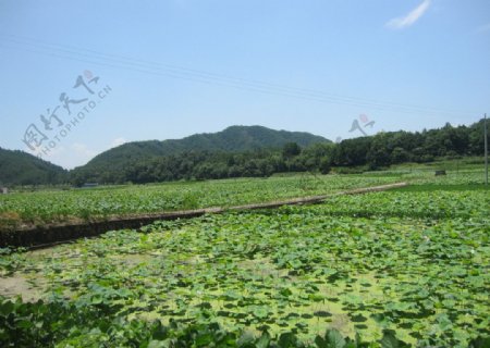 龙游天池十里荷花图片