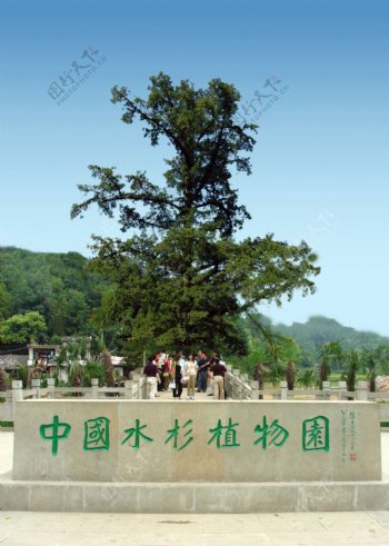 中国水杉植物园图片