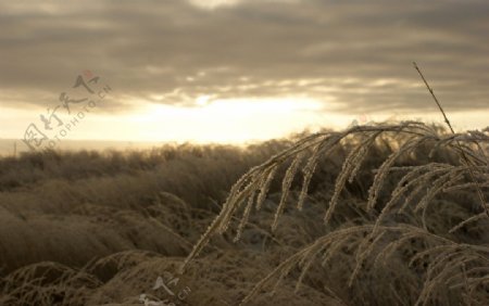 牧区的冬天图片