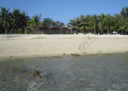 海滩椰林图片