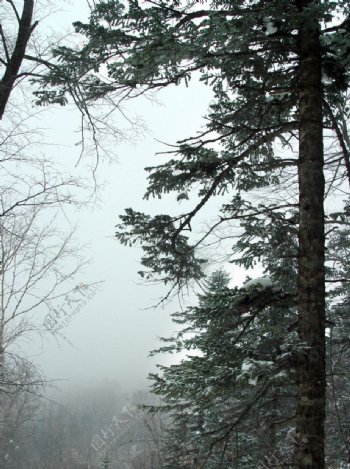 松林冬景图片