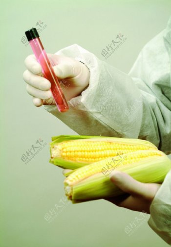 玉米育种图片