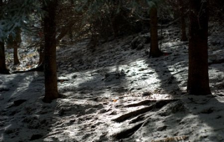 小雪后的树林图片