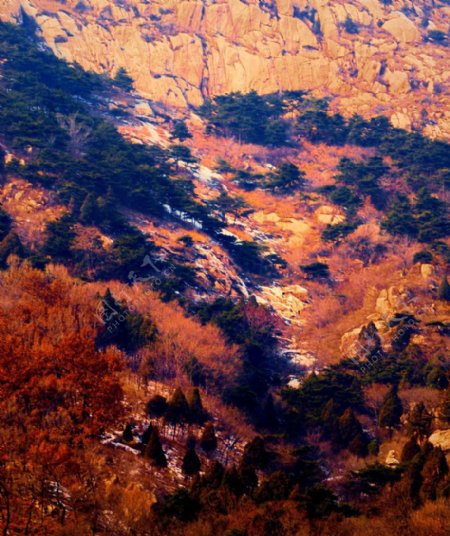 泰山的冬天图片