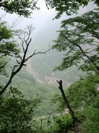 关山树林风景图片