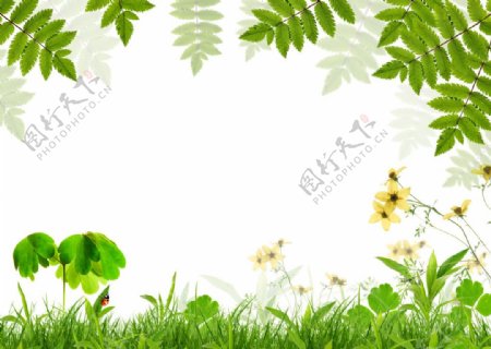 花朵绿叶草丛背景图图片