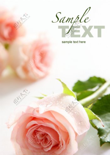 粉玫瑰素材图片