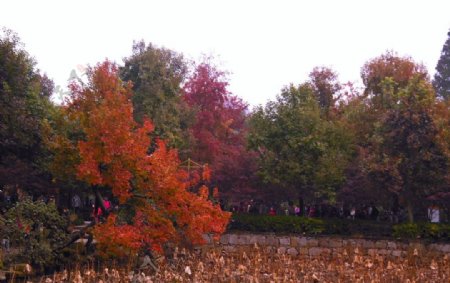 苏州天平山秋季系列图片