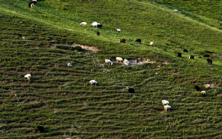 牛羊满山坡图片