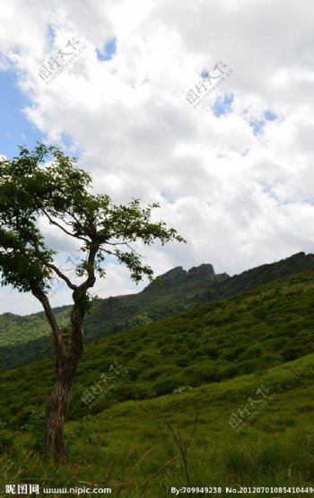 高山之木图片