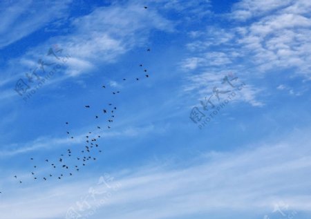 蓝天下飞翔的鸽子图片