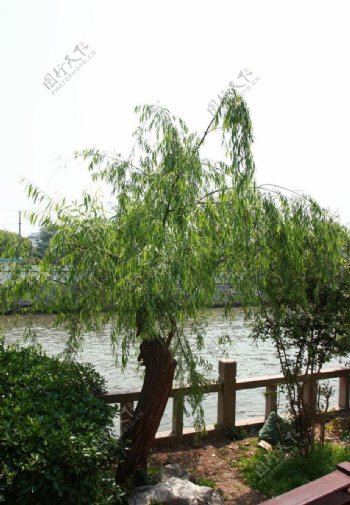 苏州河边柳树图片