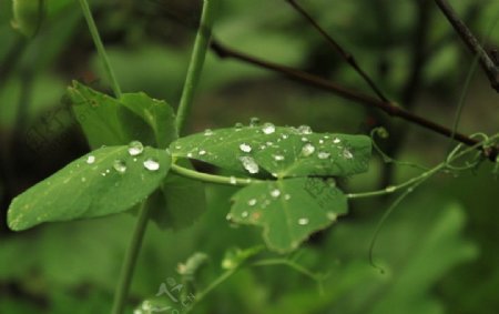 雨后图片