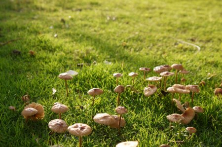 雨后的蘑菇图片